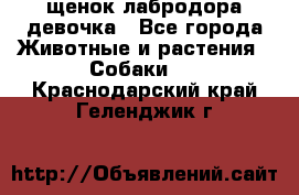 щенок лабродора девочка - Все города Животные и растения » Собаки   . Краснодарский край,Геленджик г.